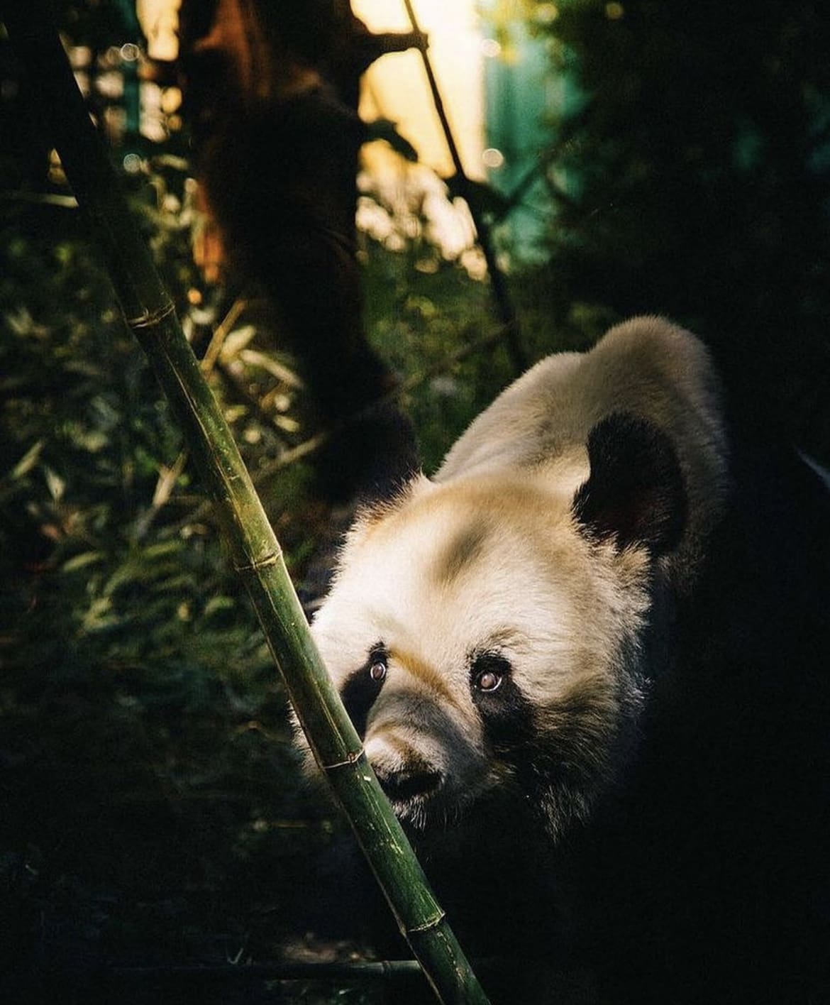 Shy panda in the shadows