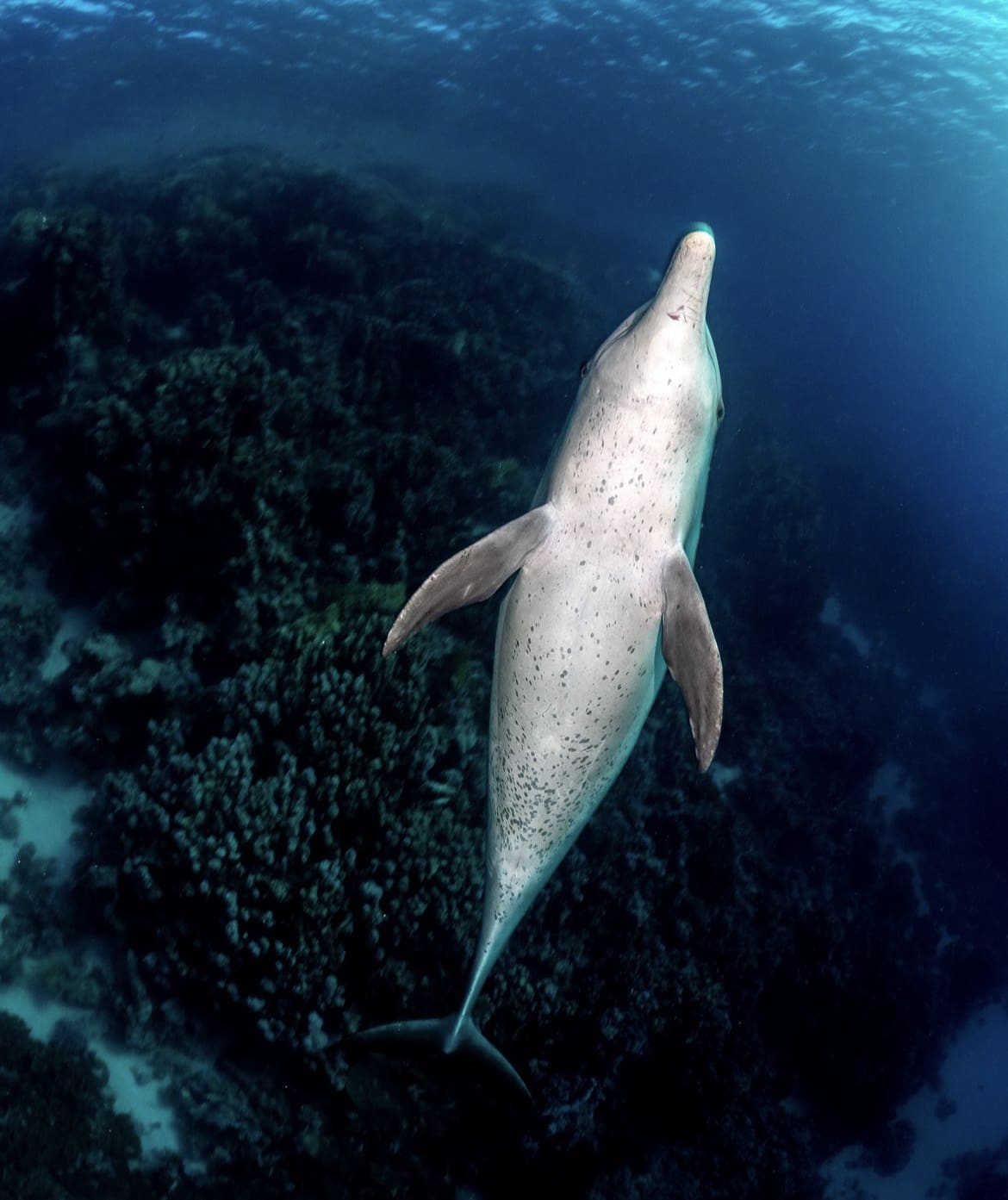 Diving with dolphins