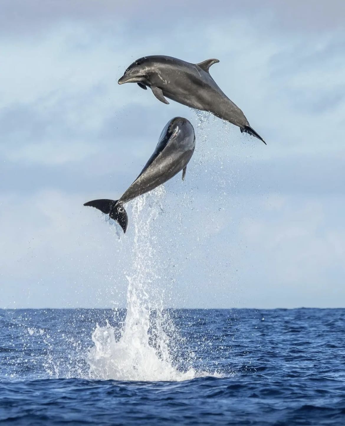 Playful Bottlenose Dolphins