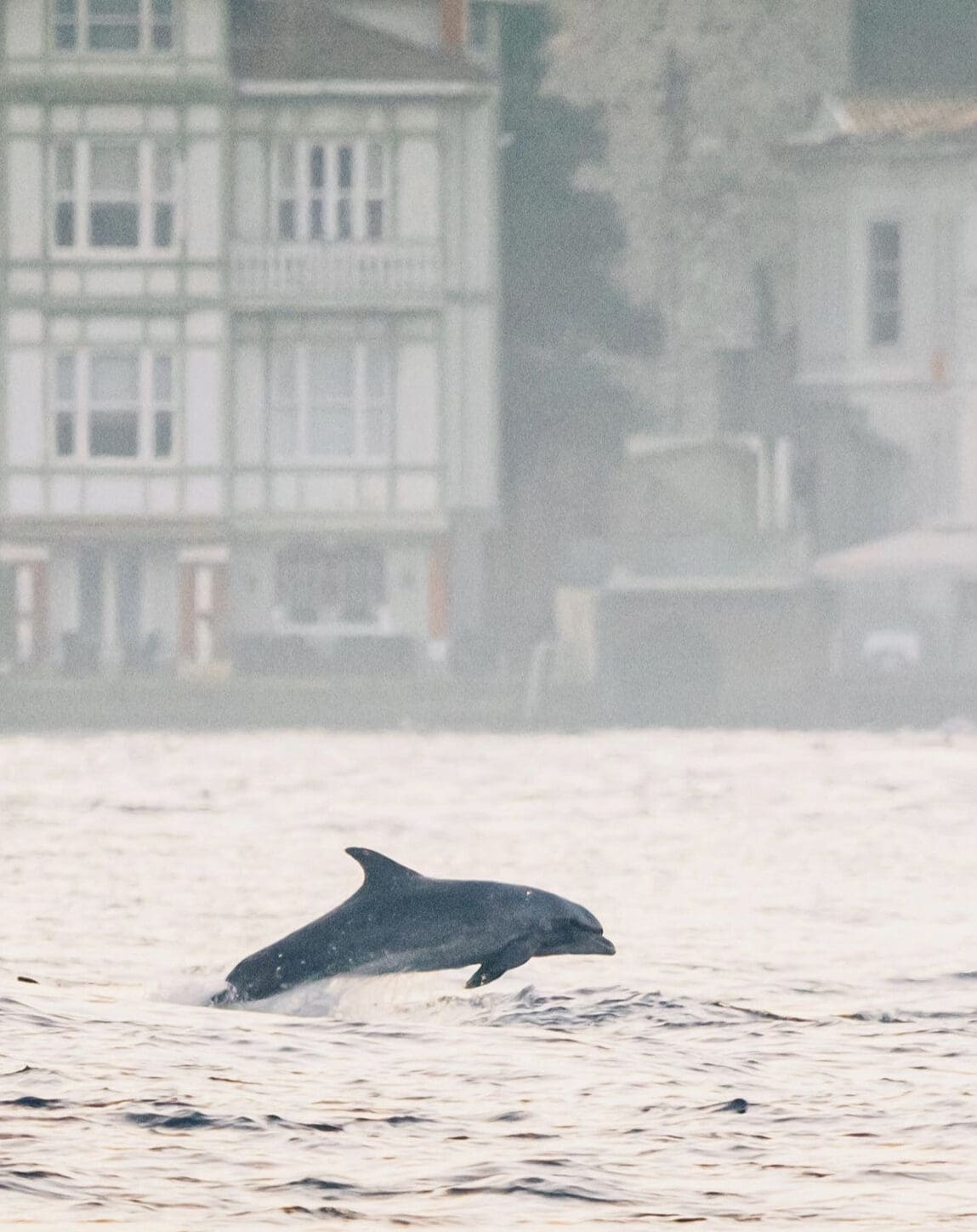 Bottlenose Dolphin Turkey