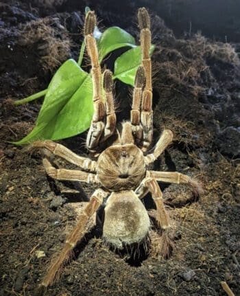 Get To Know The Goliath Birdeater Spider | Wildest