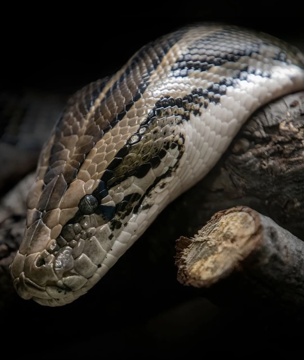 Burmese python head