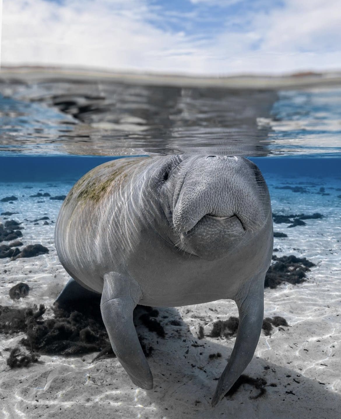 Manatee