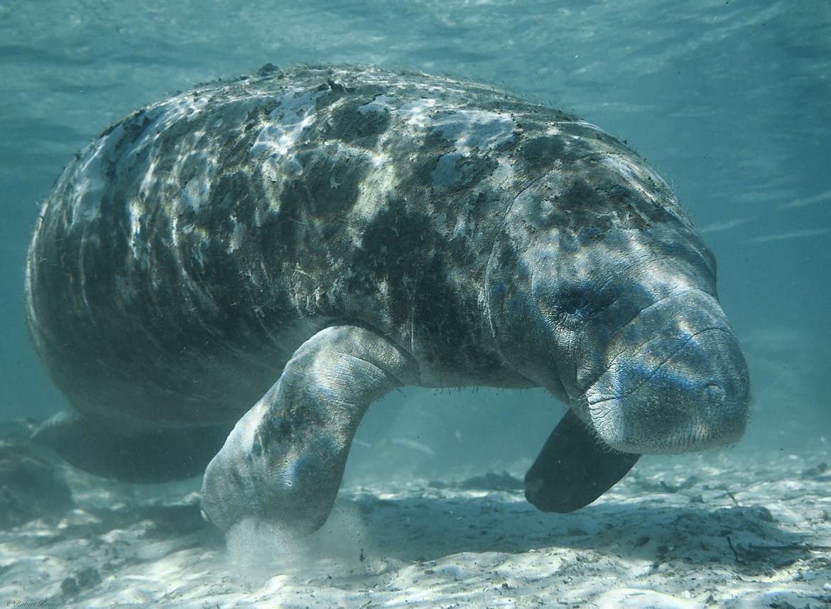 Manatee in FLorida