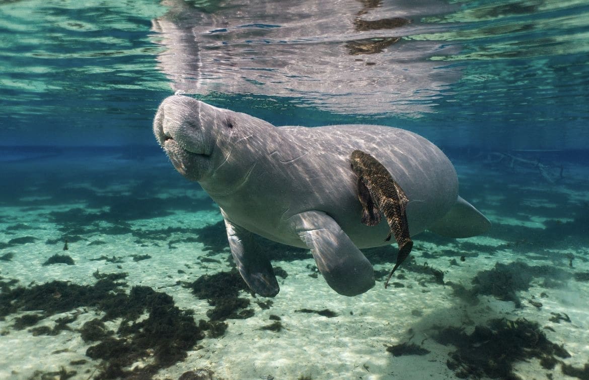 Manatee and catfish