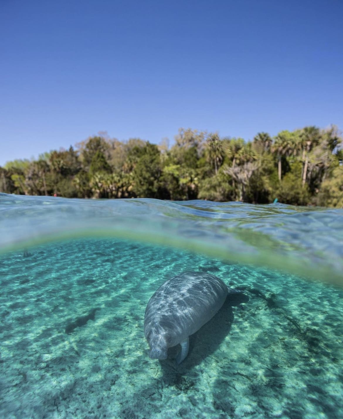 Diving in florida