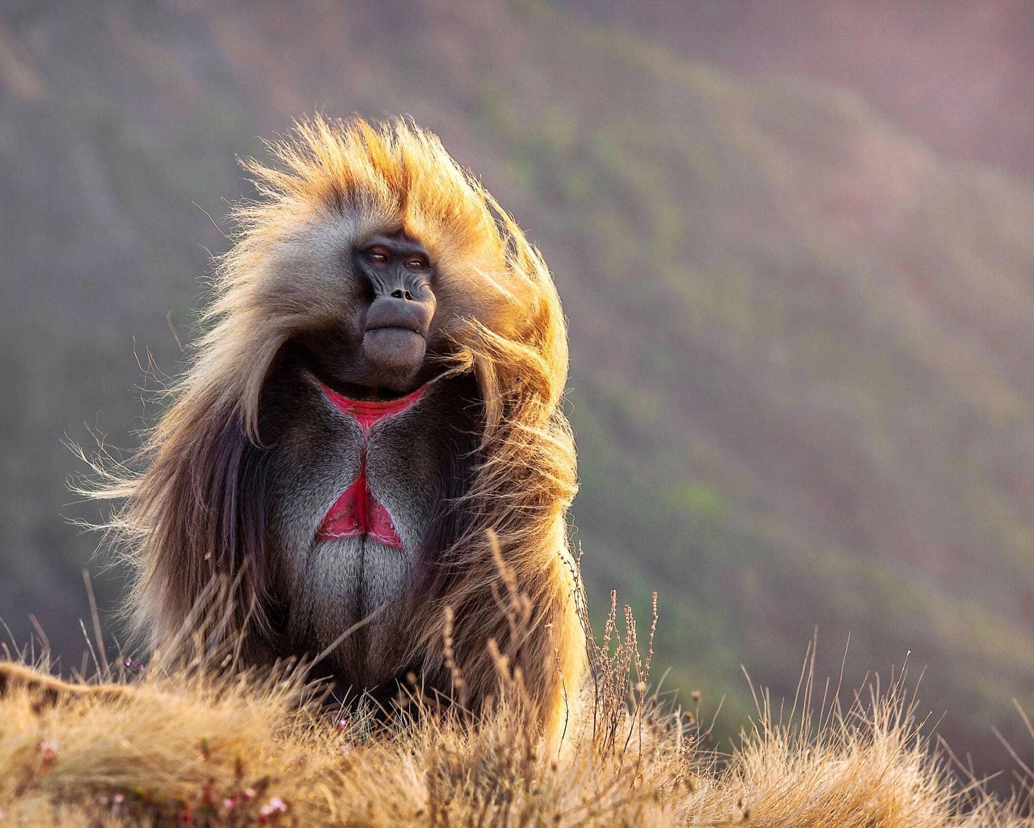 Ethiopia. Semien Mountains. Gelada Baboon.