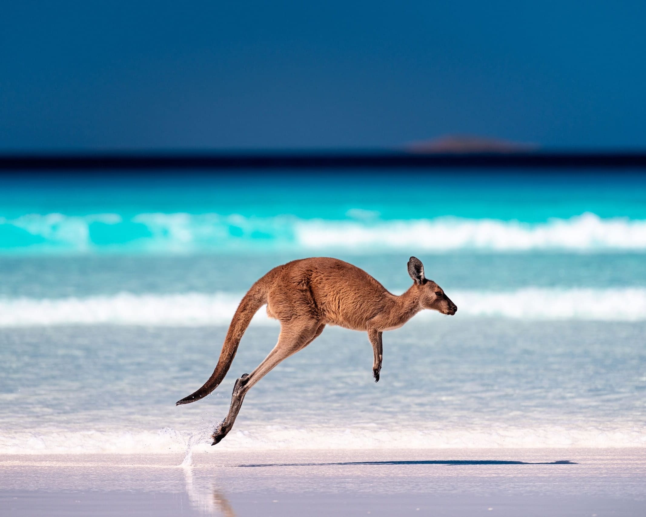 angaroo hopping / jumping mid air on sand near the surf on the beach at Lucky Bay, Cape Le Grand National Park, Esperance, Western Australia