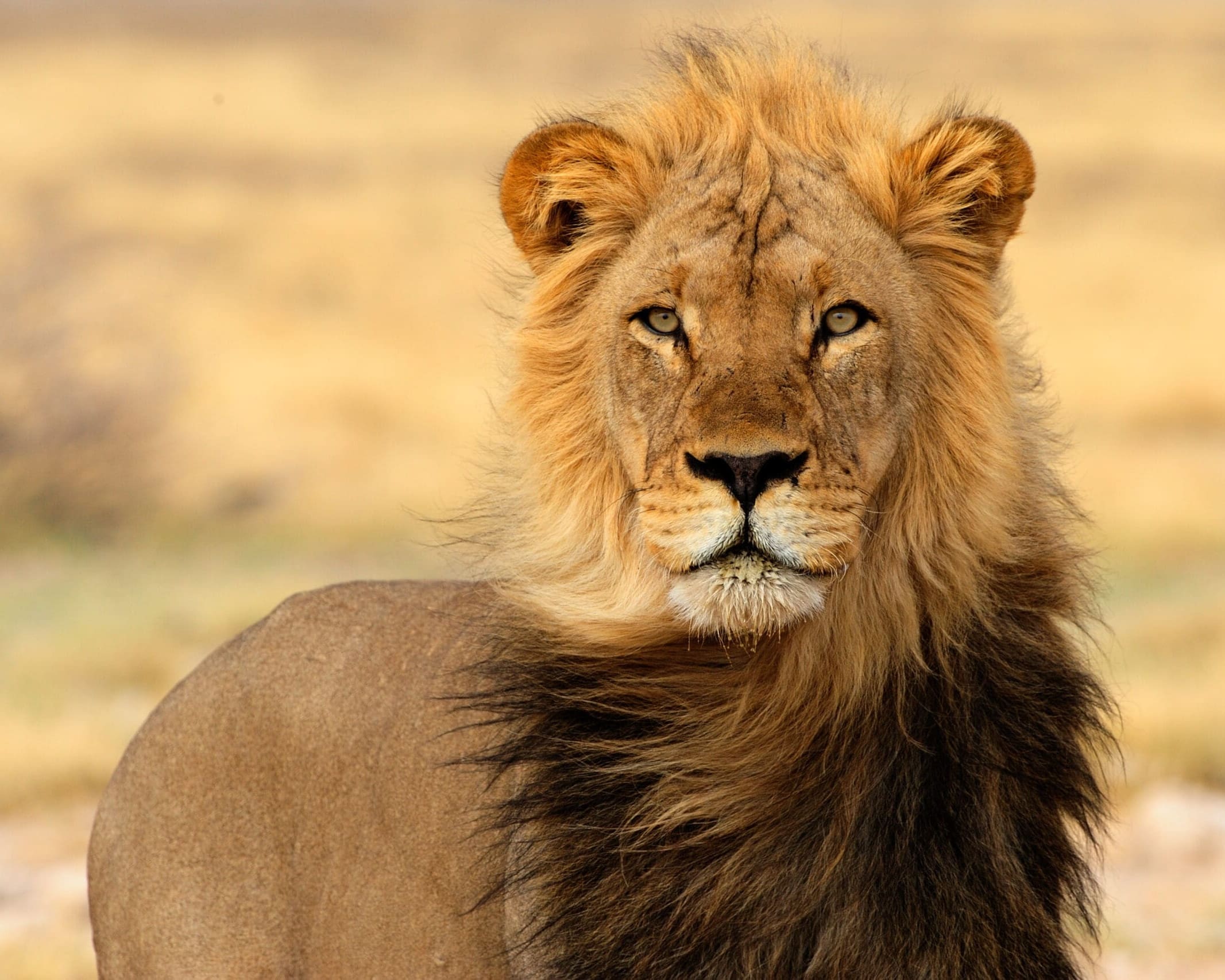 Black mane lion, Botswana