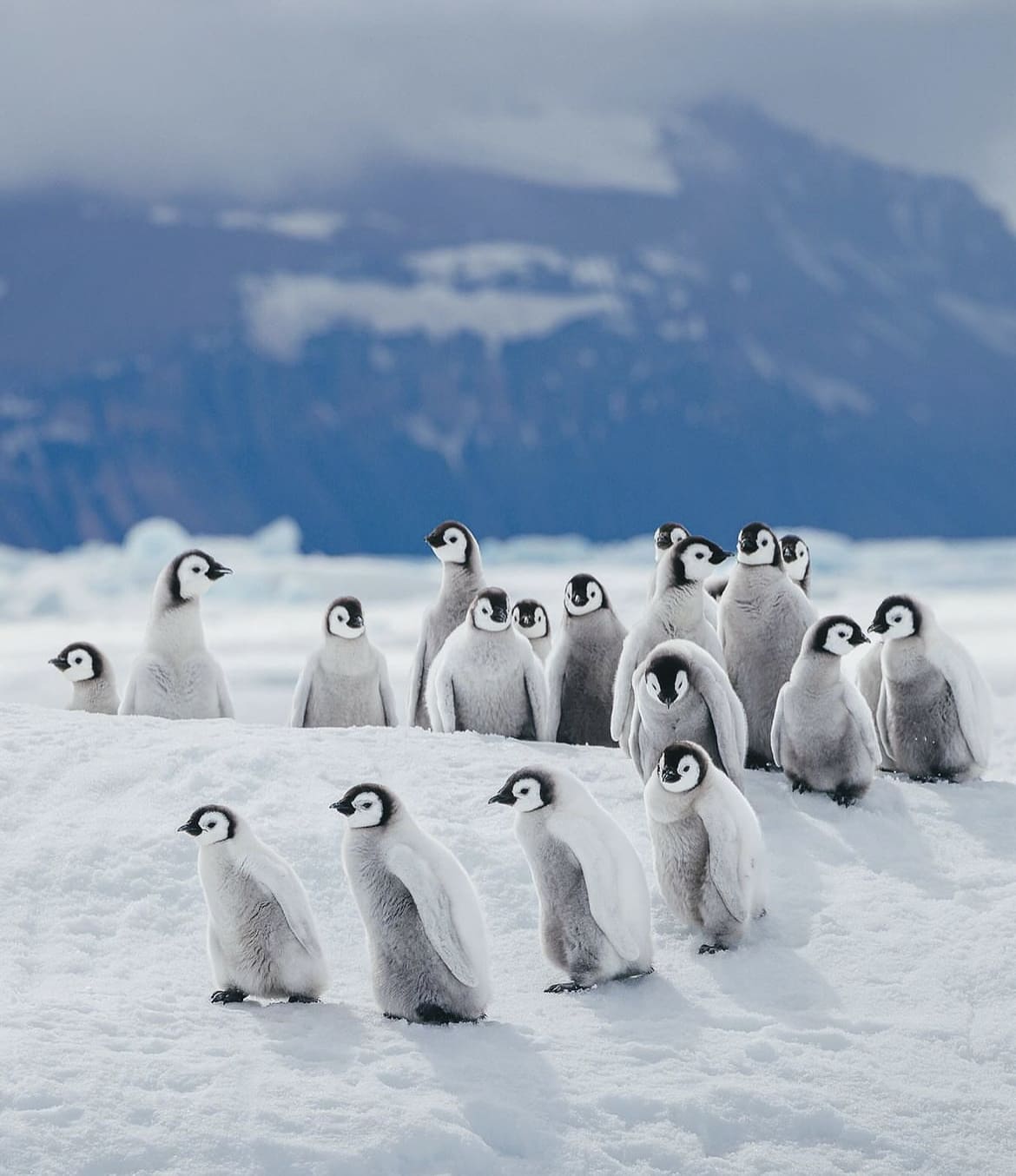 Emperor Penguin Chicks