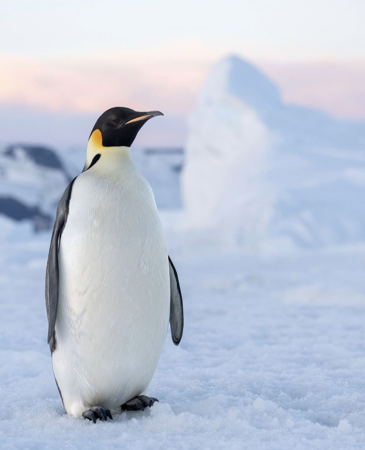 Emperor Penguin