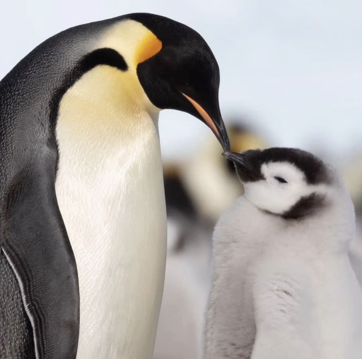 Emperor penguins