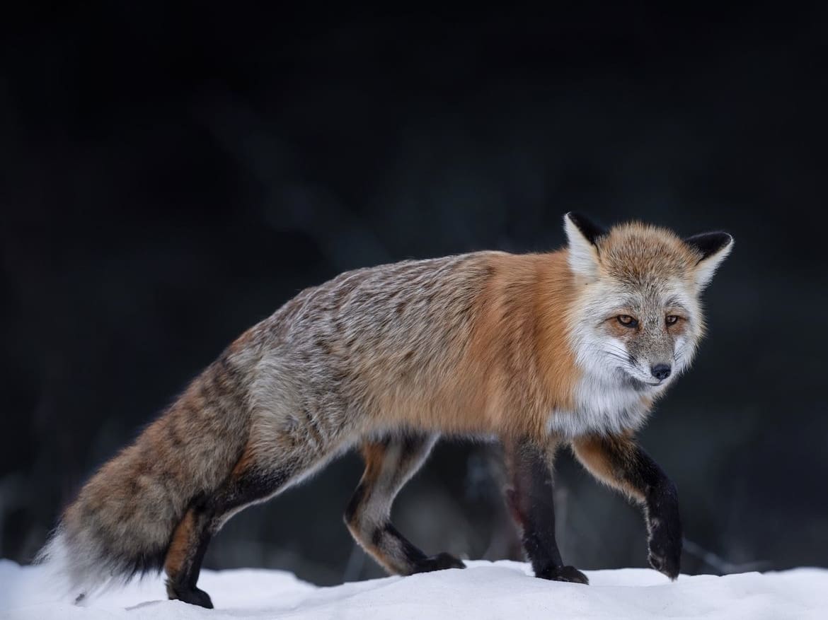Fox in the snow in Wyoming