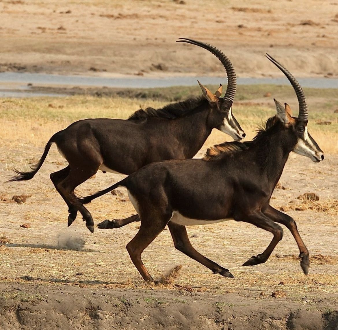 Sable antelope