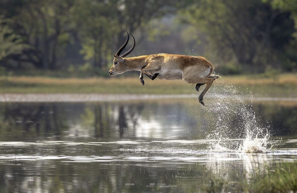 Lechwe antelope