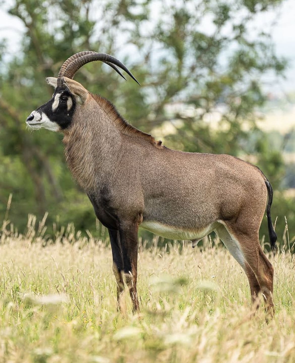 Roan antelope