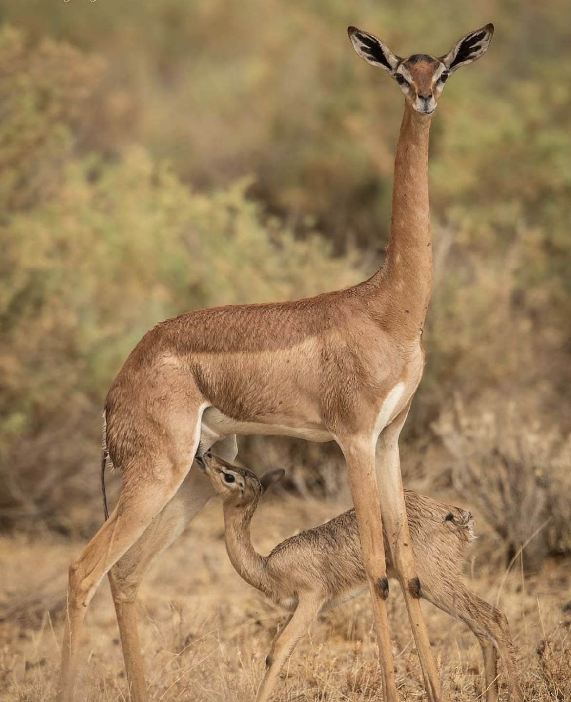 Gerenuk