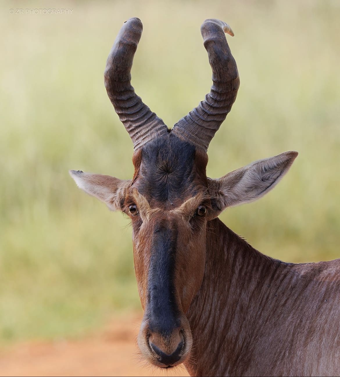 Red Hartebeest