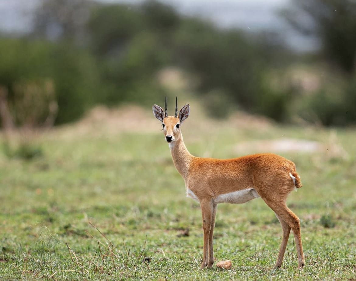 Oribi