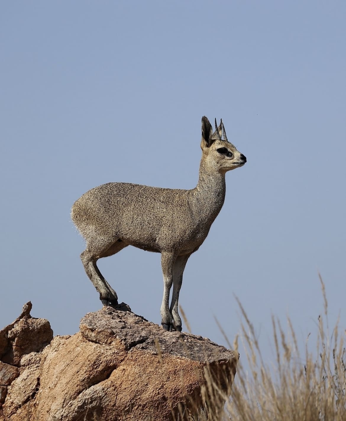 Klipspringer antelope