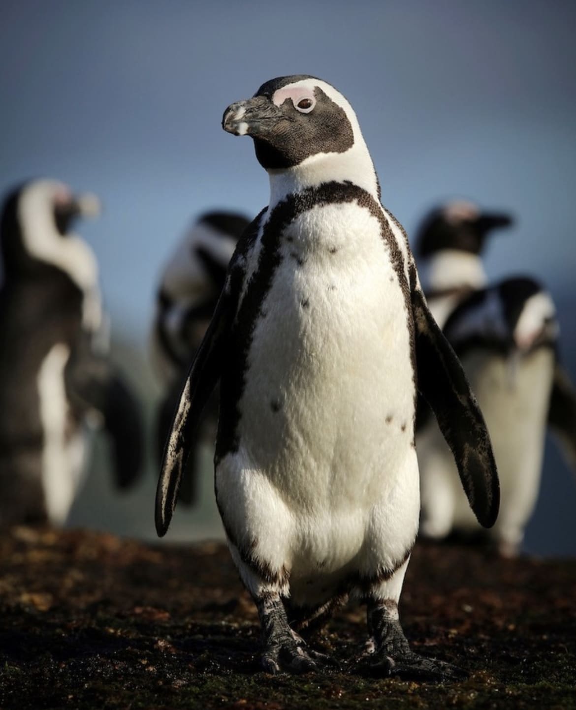 African Penguin