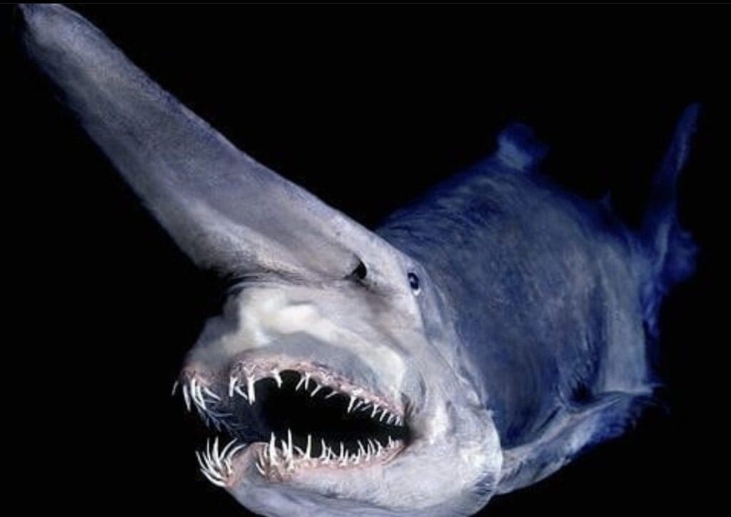 Get To Know The Goblin Shark | Wildest