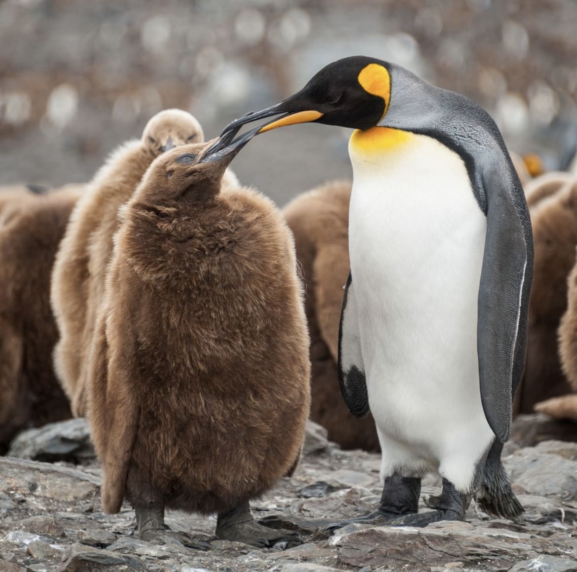 King Penguin