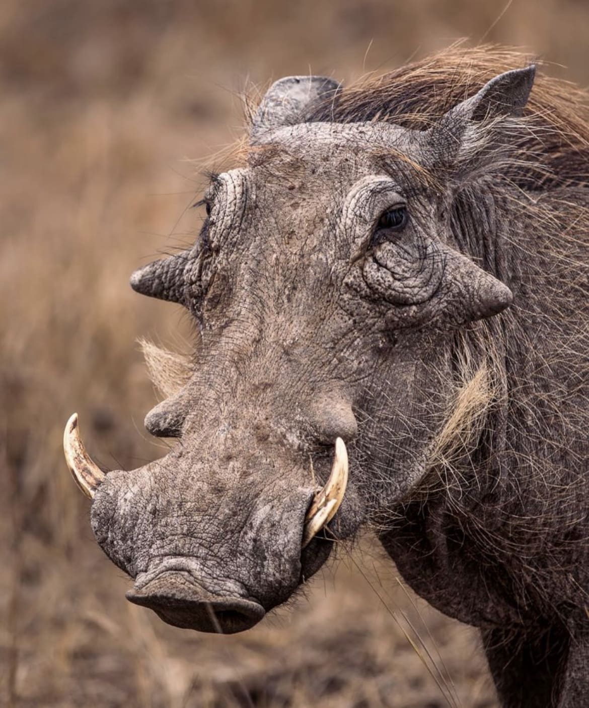 Get To Know The Warthog | Wildest