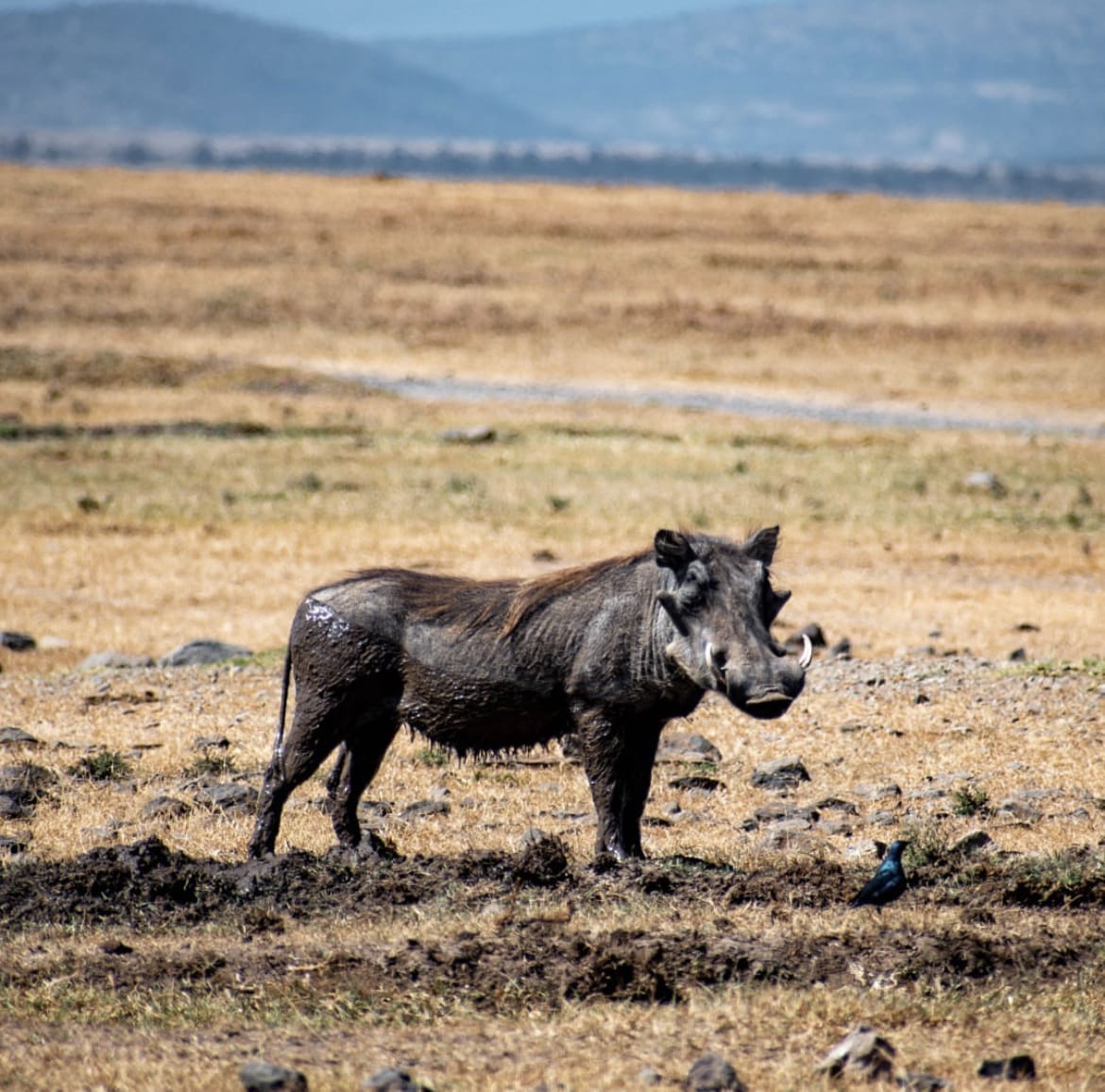 African wild pig