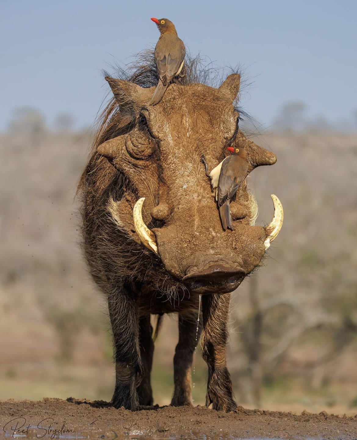 Warthog and ox peckers