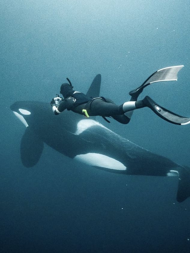 Diving with a wild orca