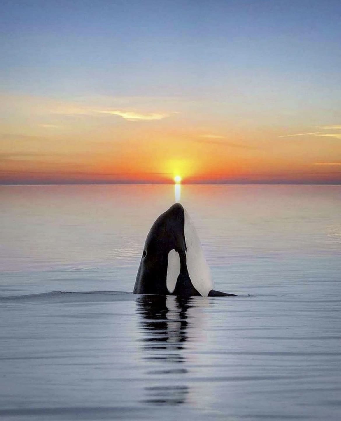 Killer whale