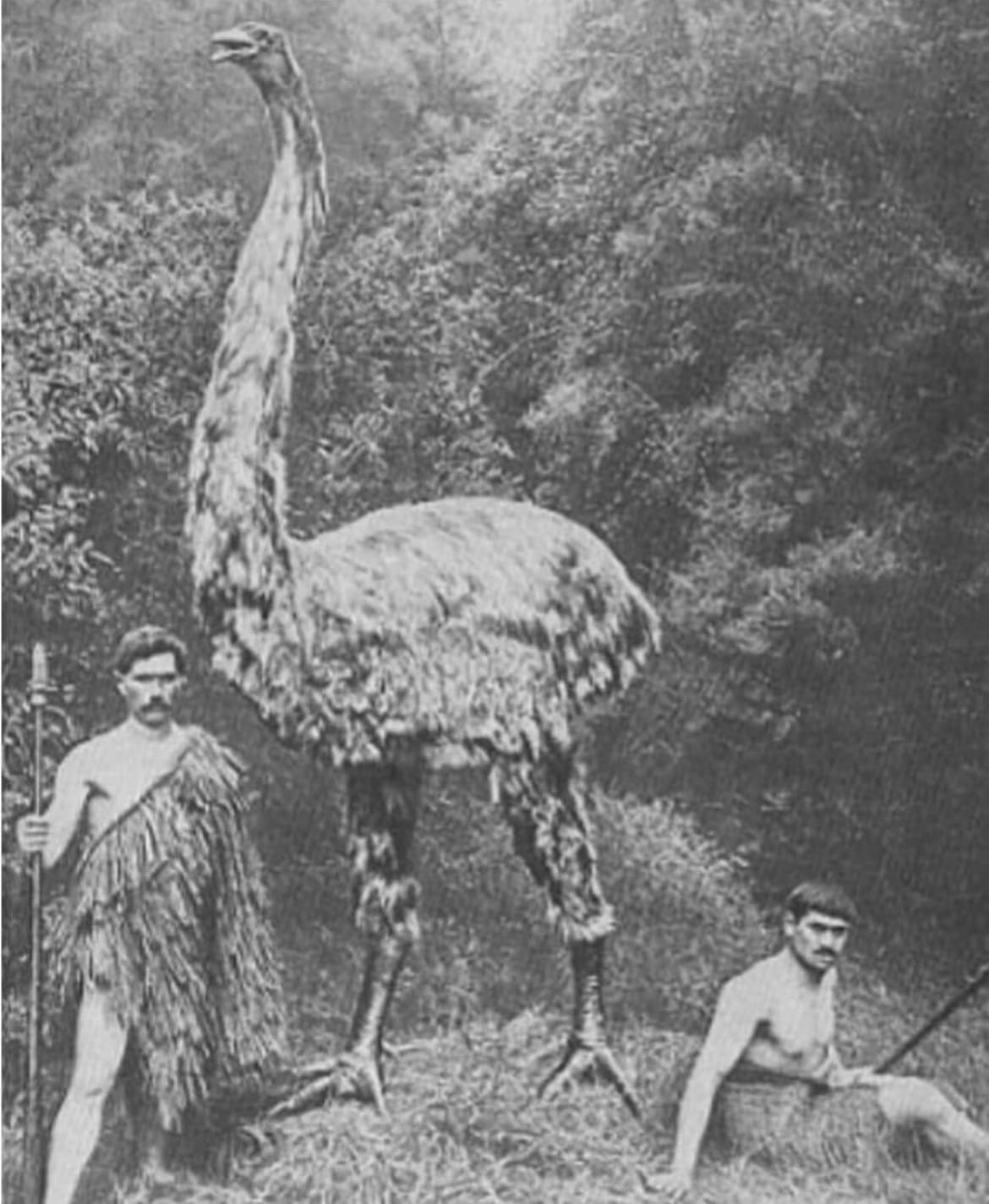 The Giant Moa