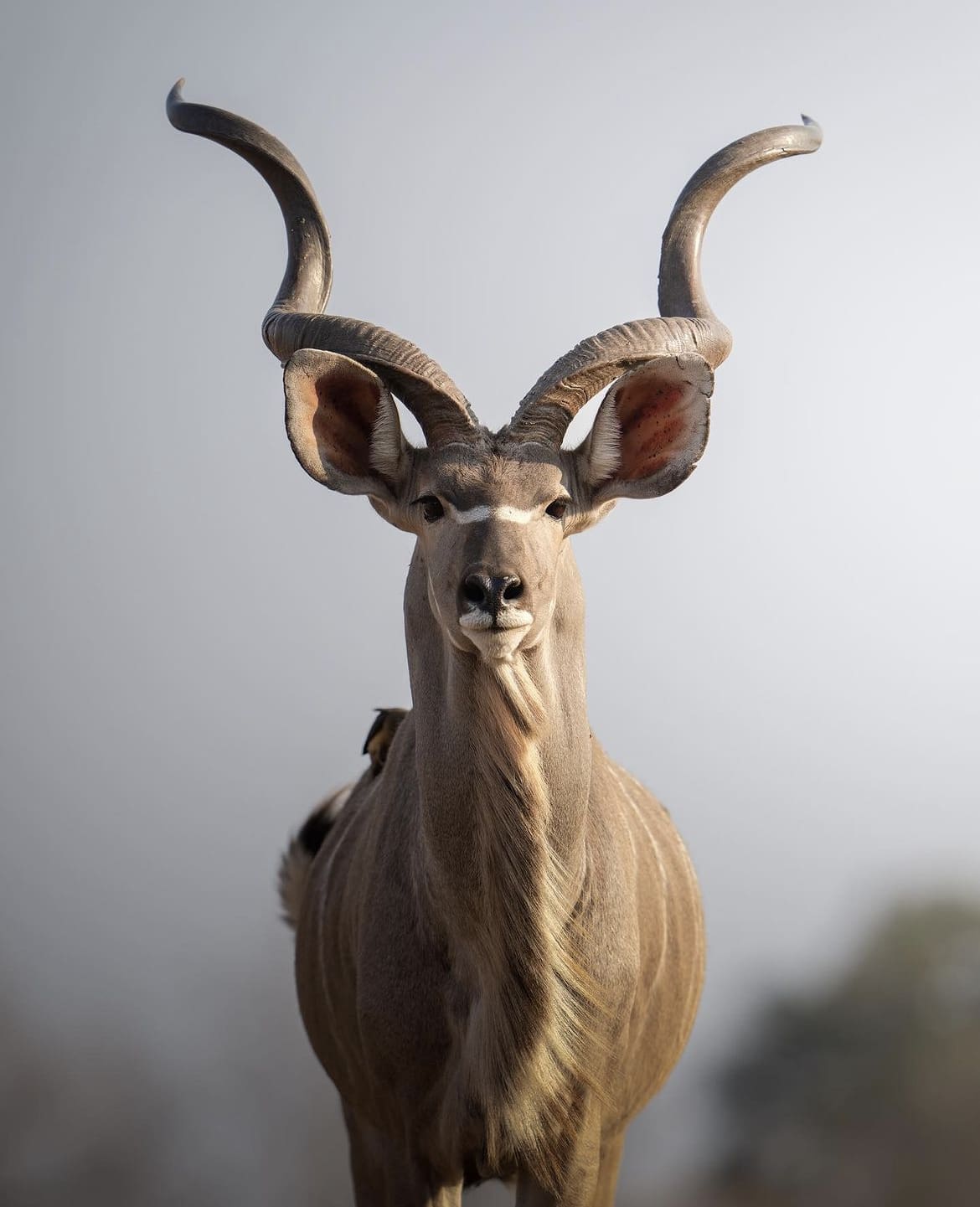 Kudu