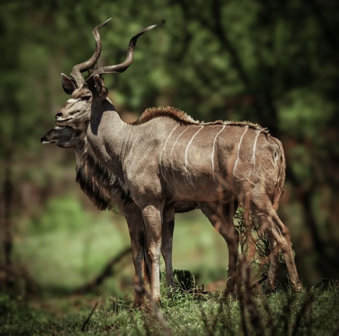 Kudu antelope