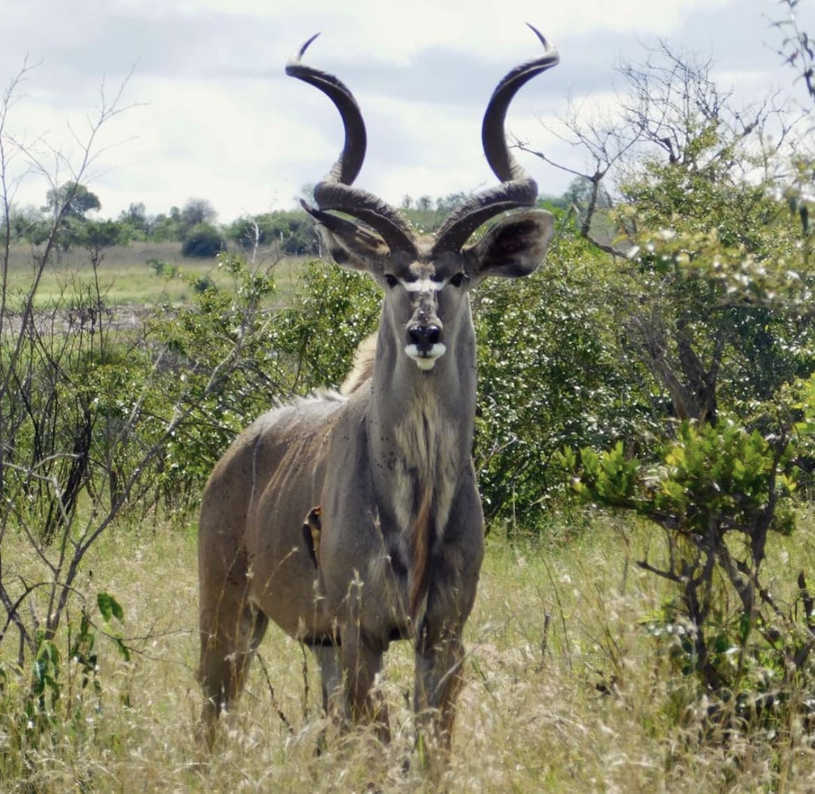 large african antelope horns