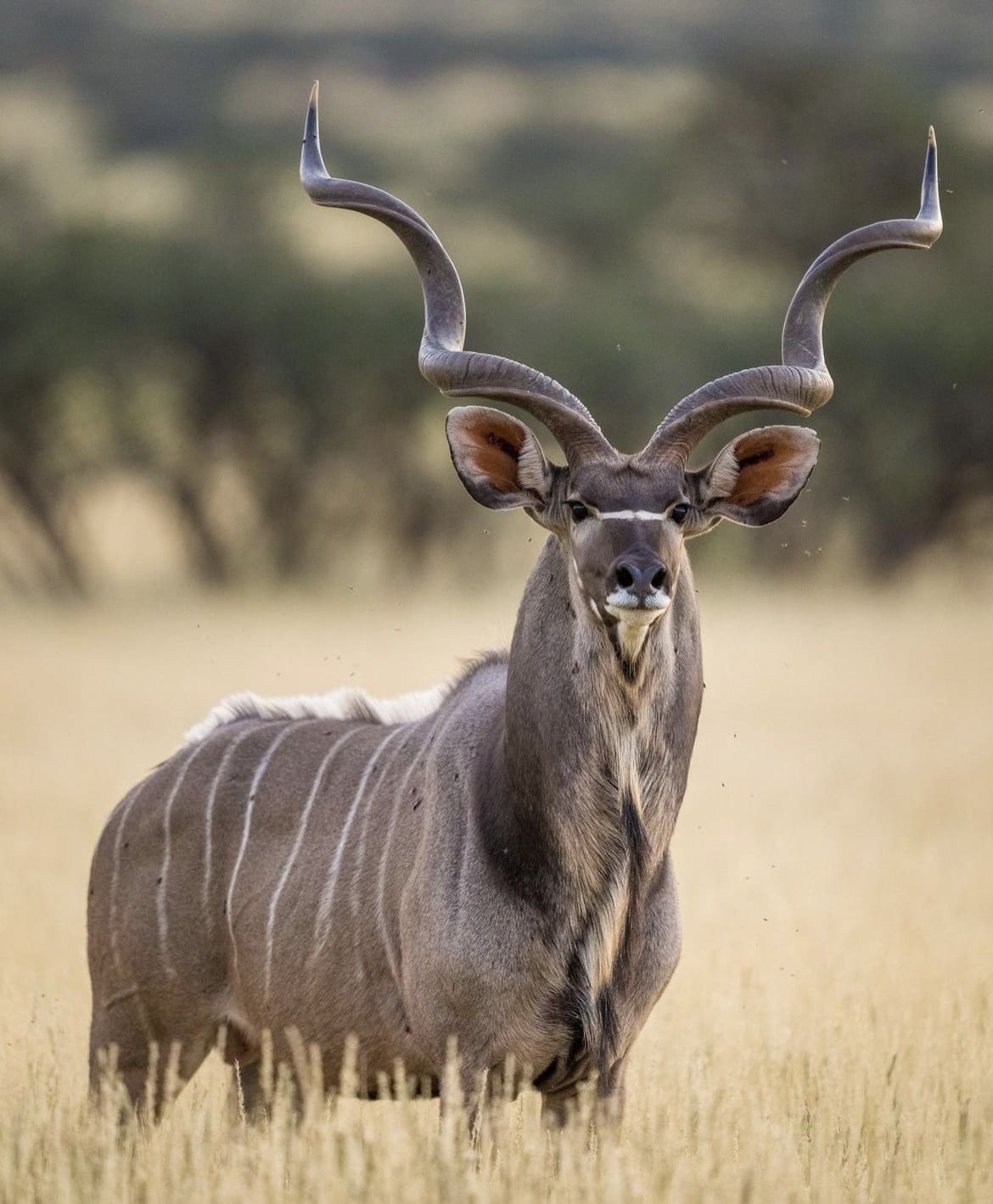 Male Kudu