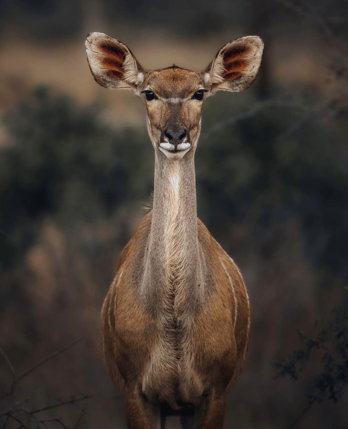 Female kudu