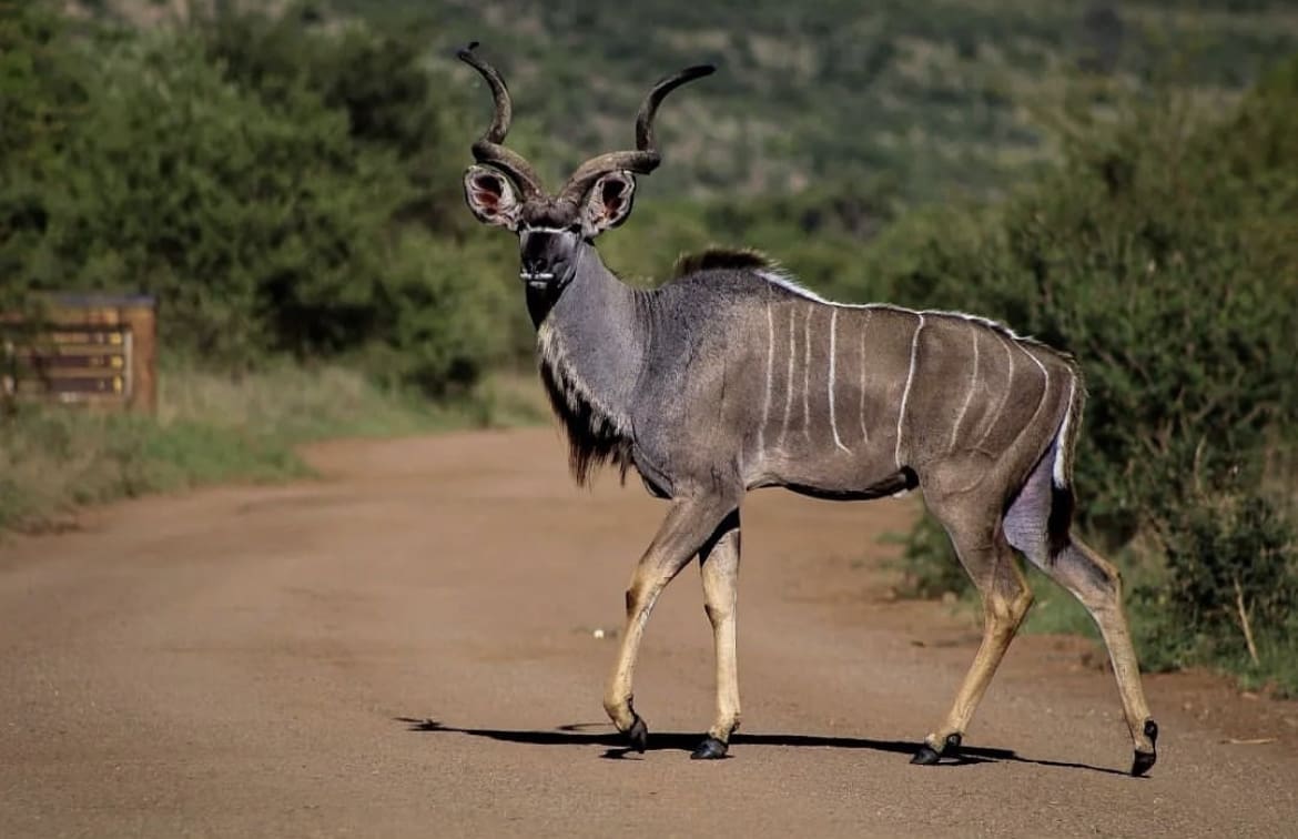 African antelope