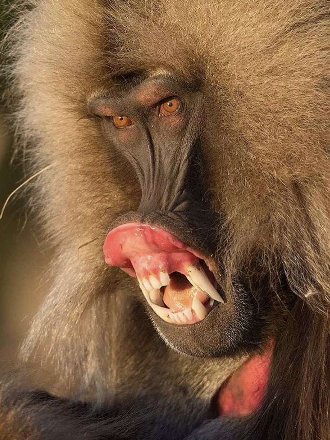 Gelada Ape