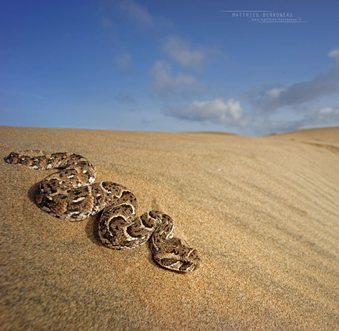 Puff Adder in the sand