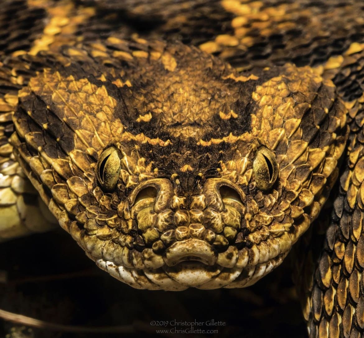 African viper
