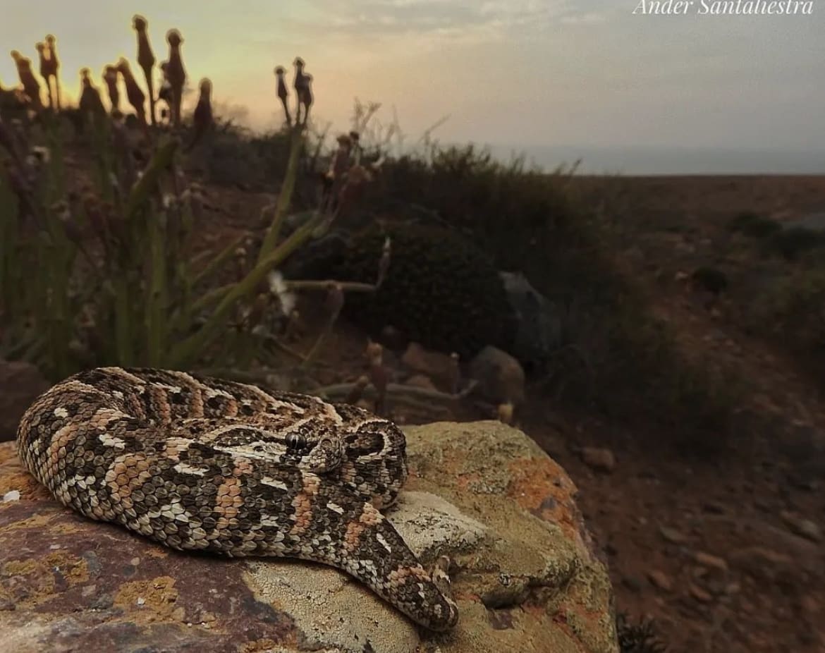 Juvenile puff adder
