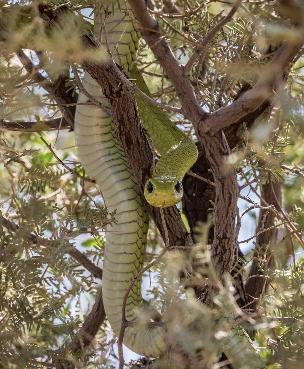 Boomslang in a tree