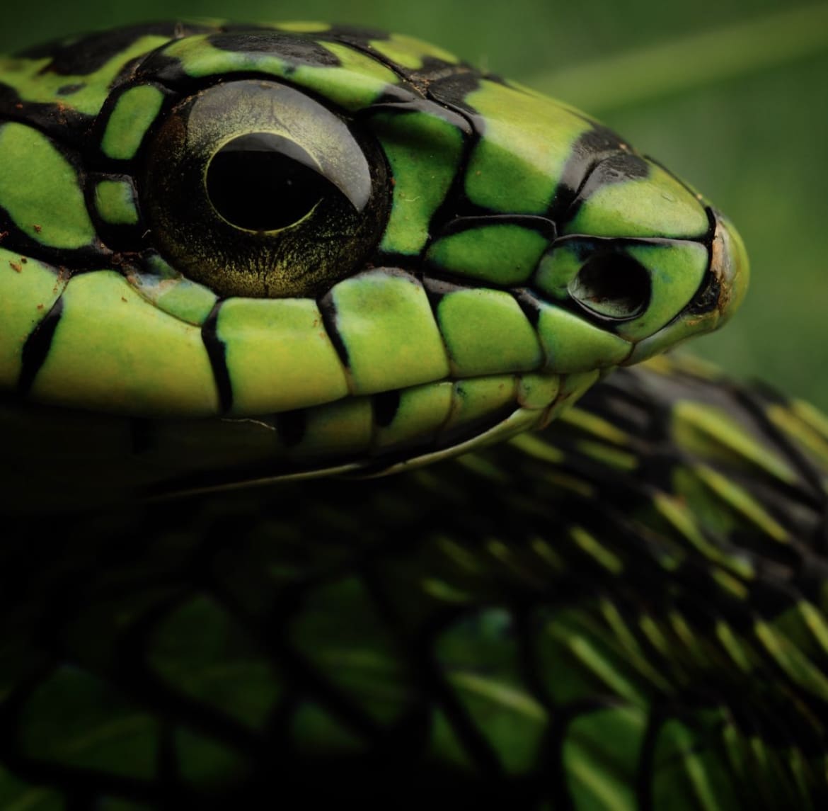 Boomslang