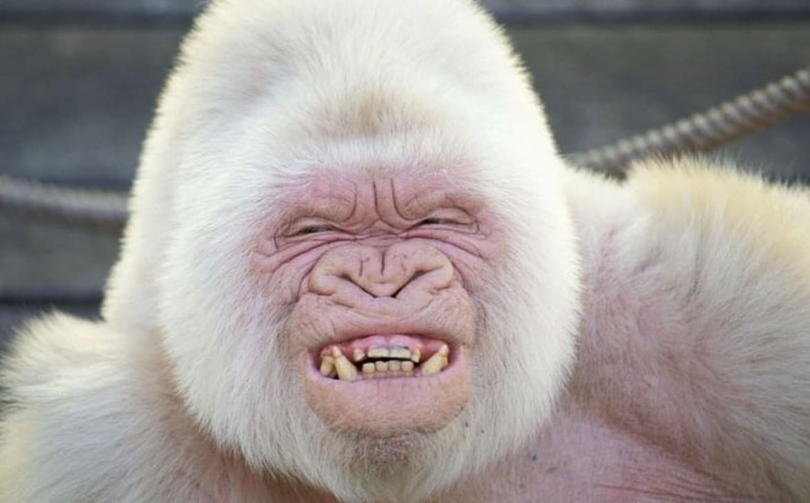 Snowflake the gorilla