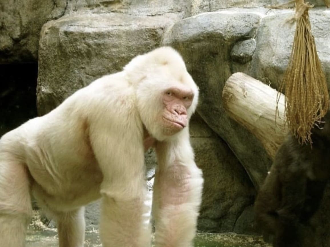 Snowflake Gorilla