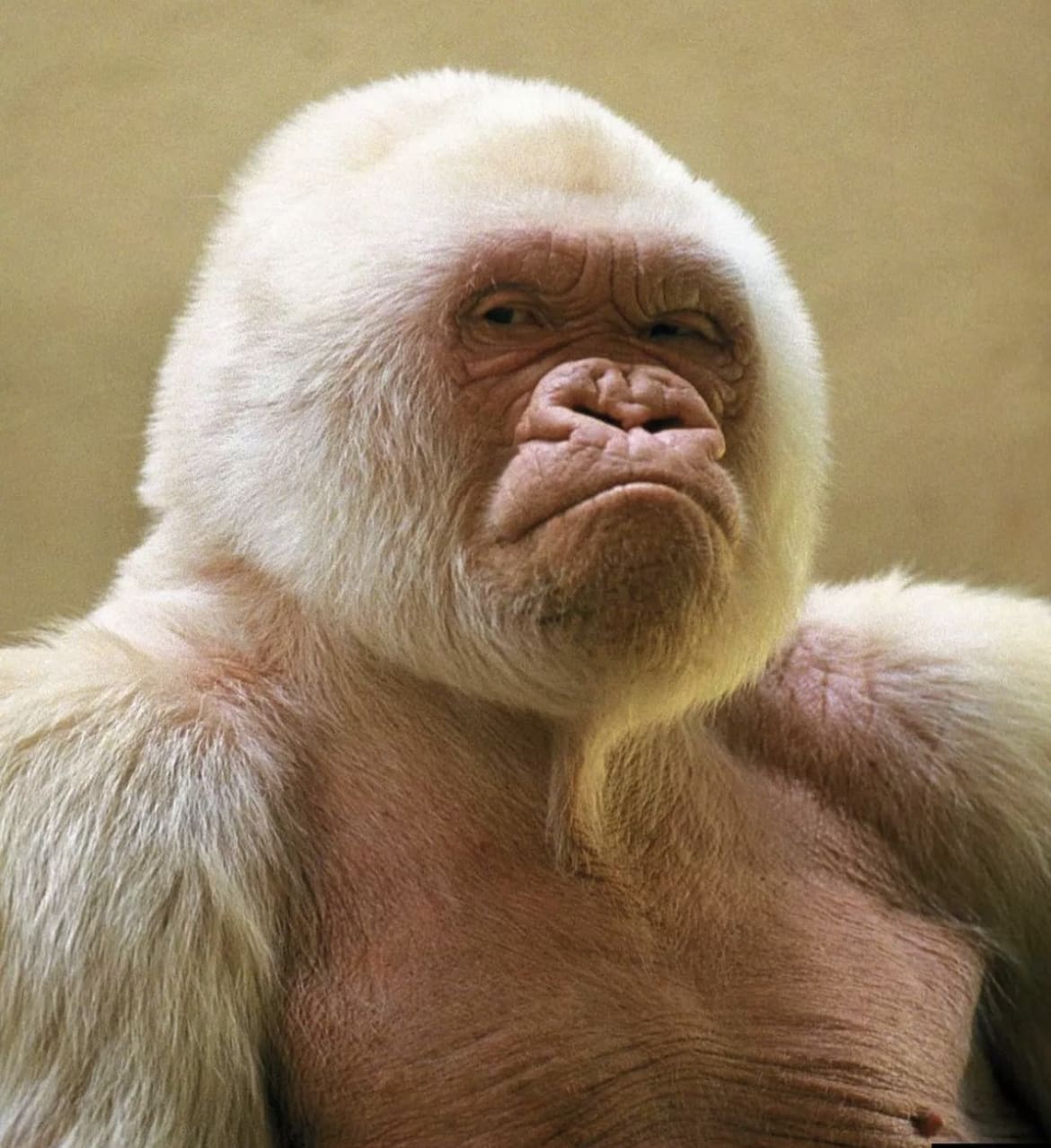 Snowflake the white gorilla