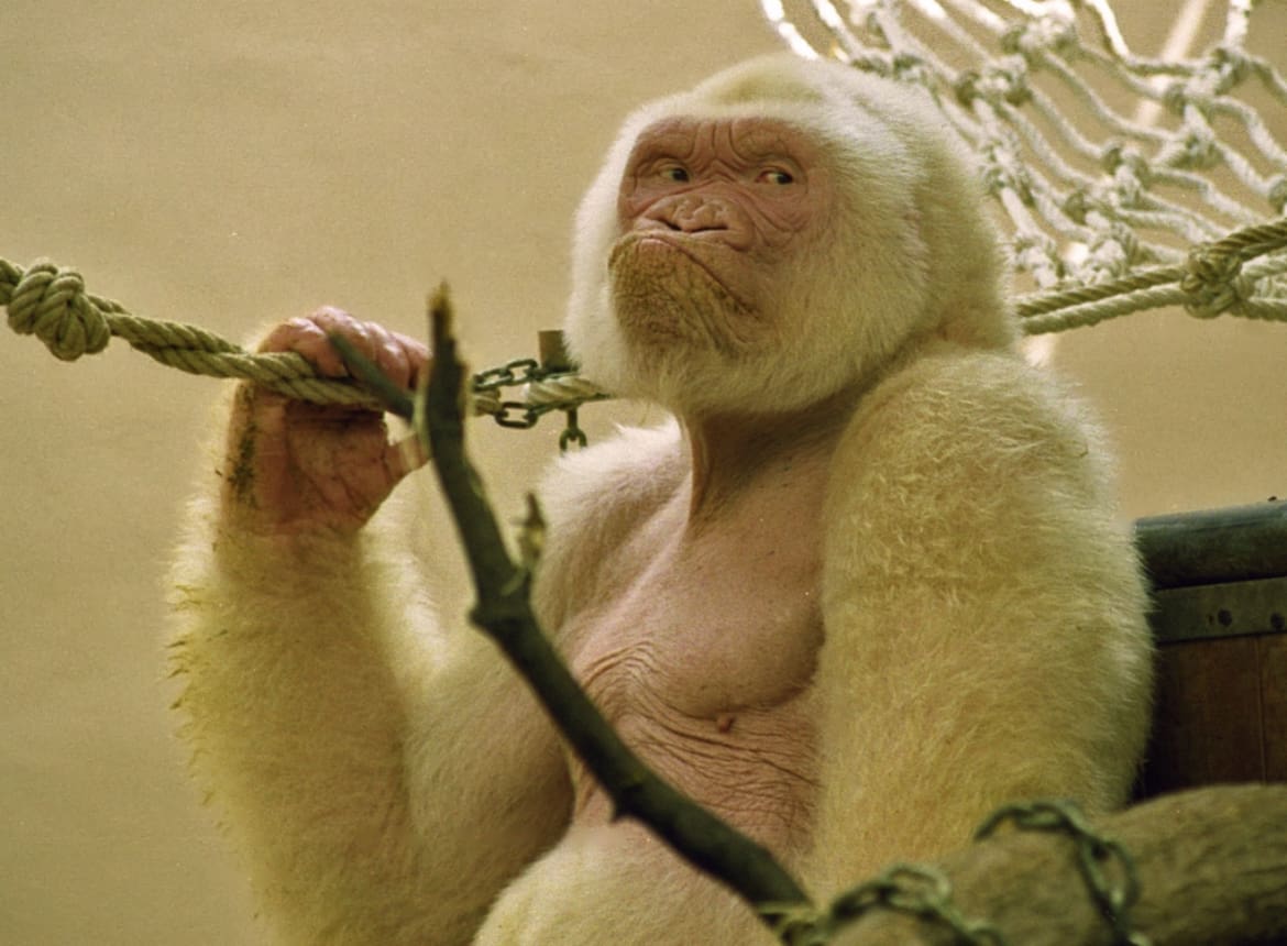 Albino gorilla