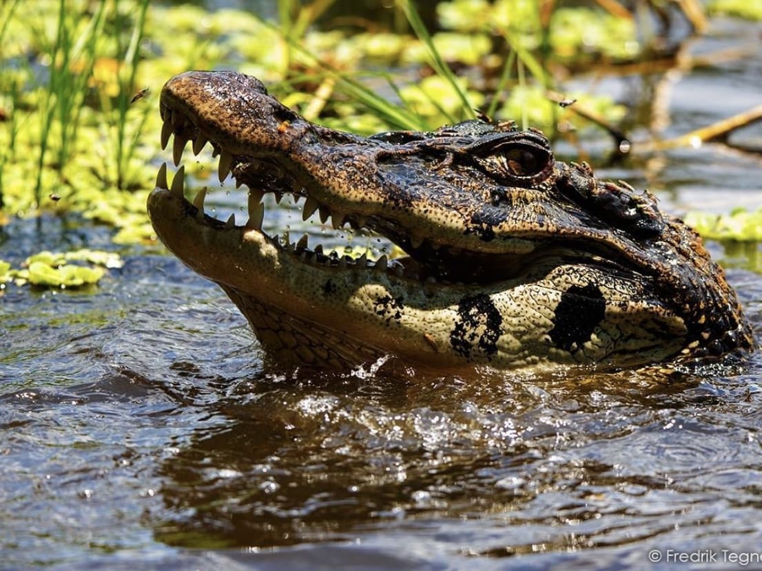 Black Caiman